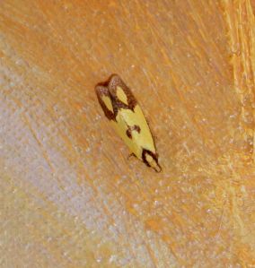 Agapeta zoegana, European moths, Romanian moths, Carpathian moths, Piatra Craiului, Sulphur Knapweed Moth, 